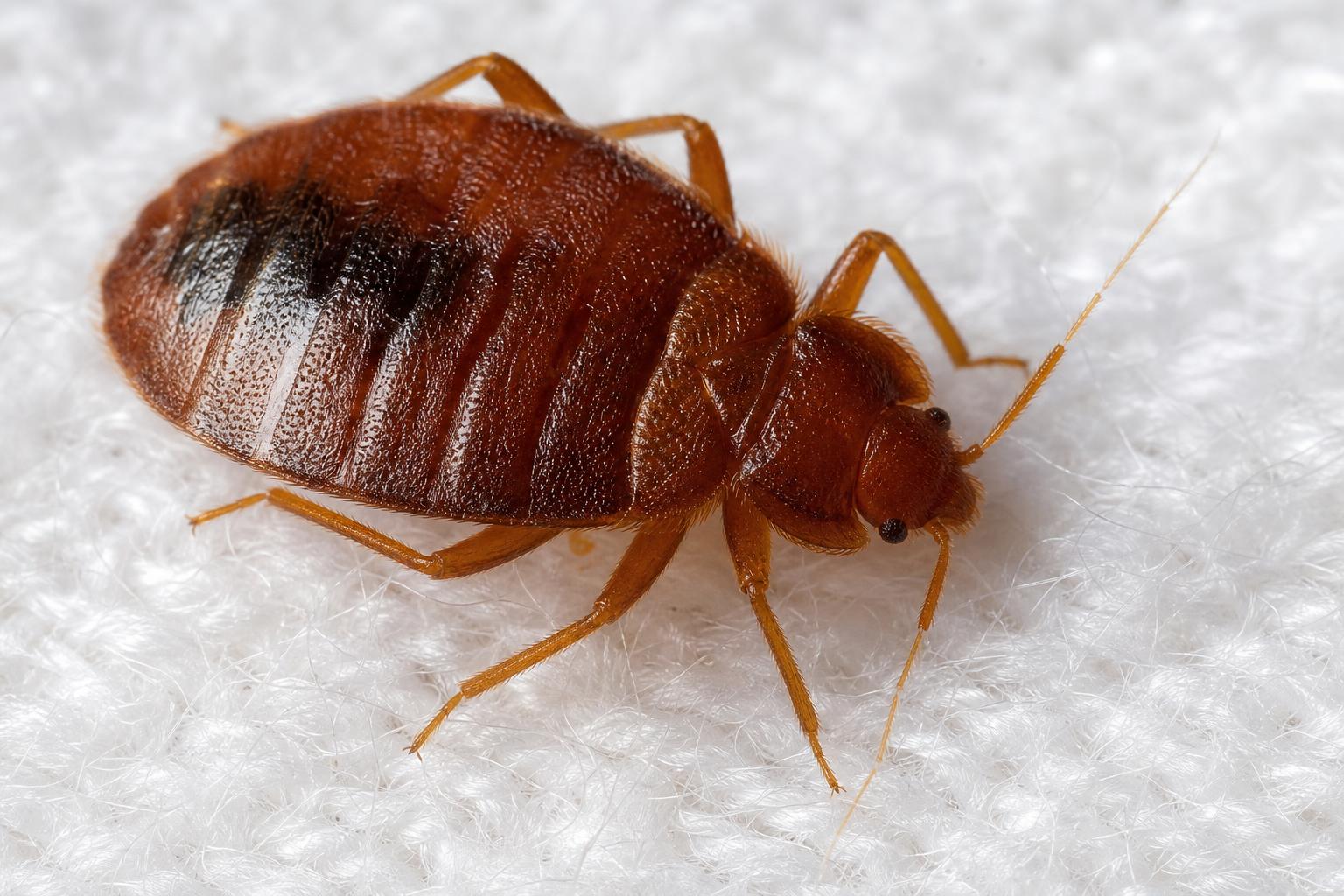 Close-up of an adult bed bug — apple-seed sized and reddish-brown