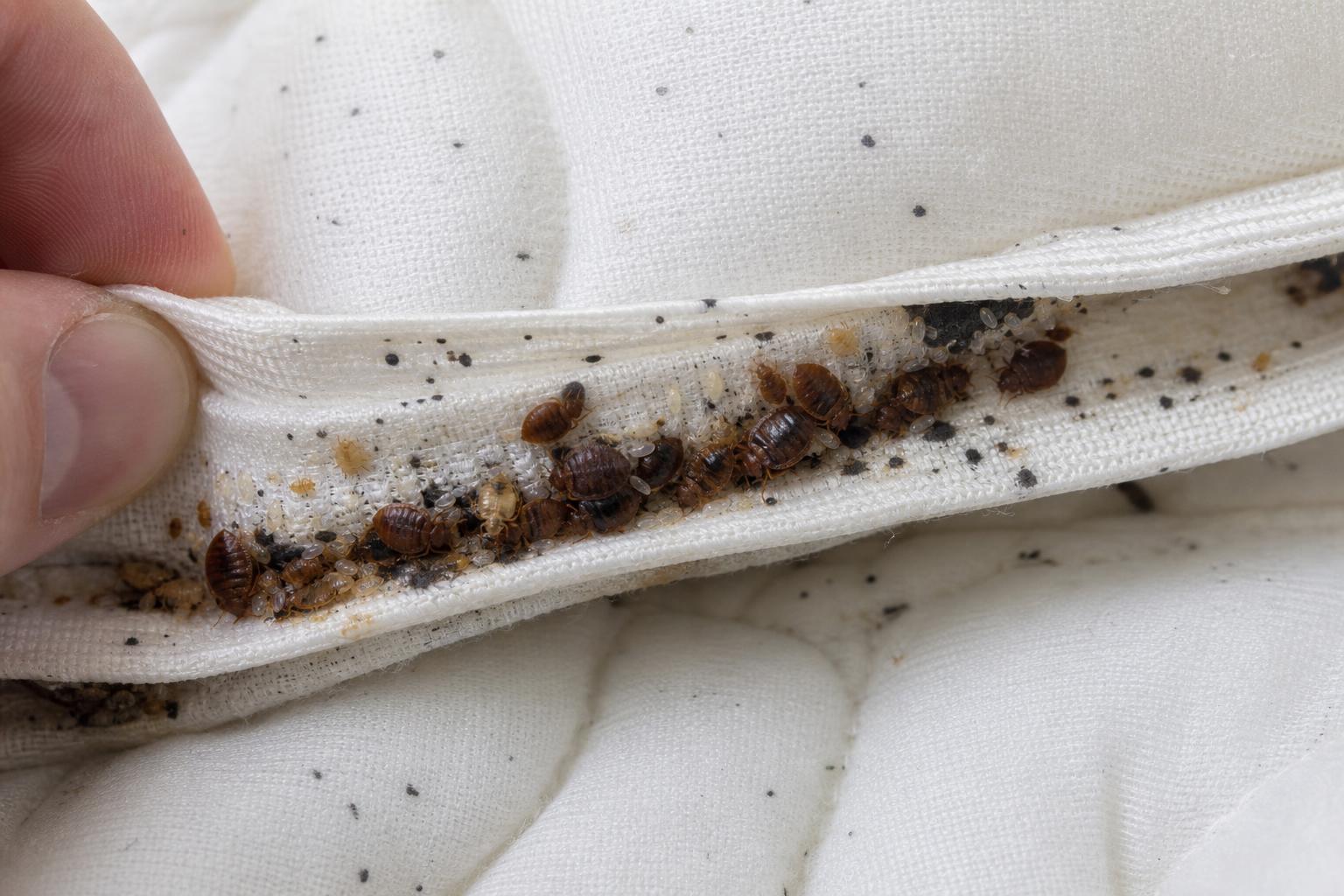 Bed bug infestation along a mattress seam in a Des Moines home