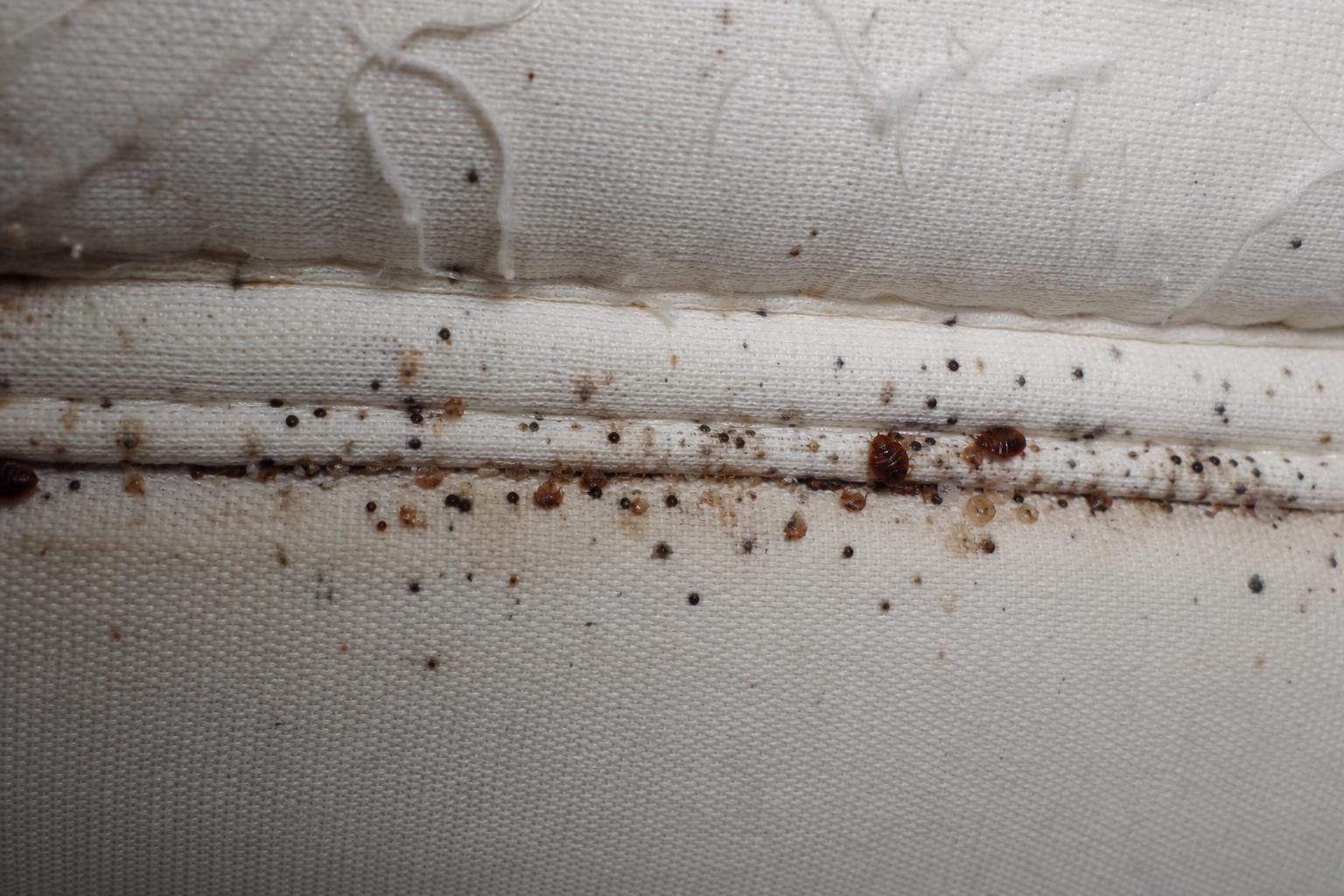 Fecal spots and shed skins on a mattress — signs of bed bugs